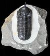 Morocconites Trilobite - Ofaten, Morocco #58035-1